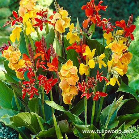 Dwarf Canna Mix Canna x generalis 20 Seeds  USA Company