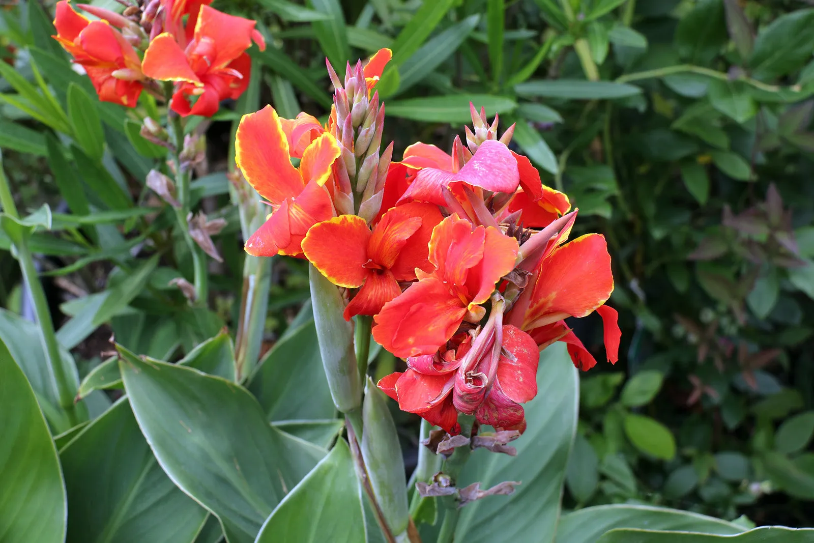 Dwarf Canna Mix Canna x generalis 20 Seeds  USA Company