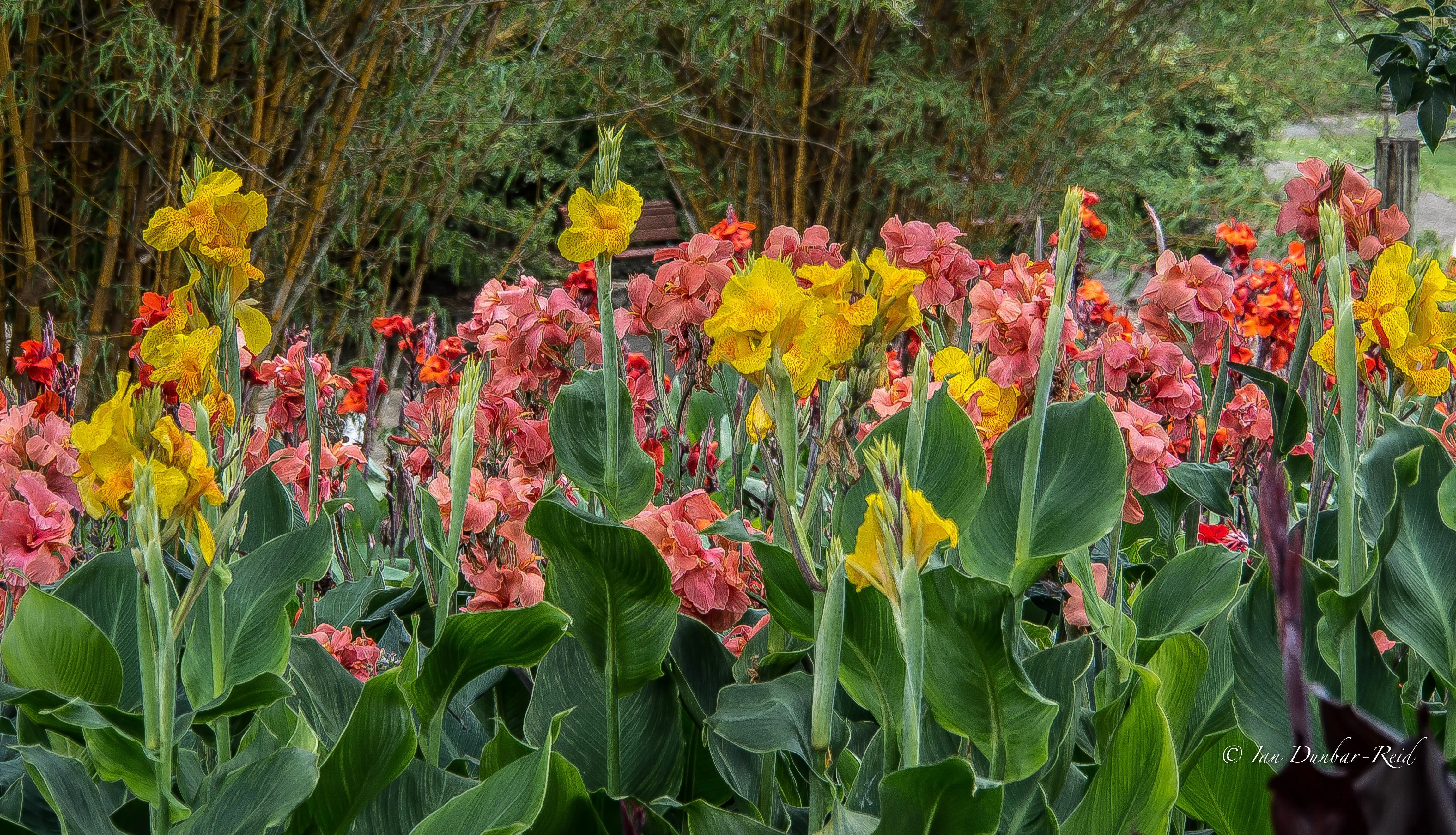 Dwarf Canna Mix Canna x generalis 20 Seeds  USA Company