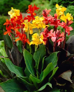 Dwarf Canna Mix Canna x generalis 20 Seeds  USA Company