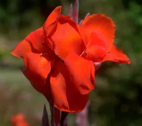 Large Flowered Red Canna  Canna x generalis  10 Seeds  USA Company