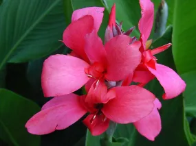 Pink Canna  Canna x generalis  10 Seeds  USA Company