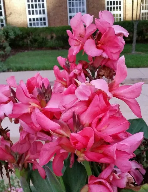 Pink Canna  Canna x generalis  10 Seeds  USA Company